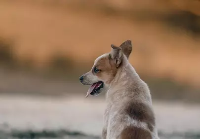 Charming Puppy's Golden Hour Gaze
