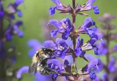 Vibrant Bumblebee Nectaring on Purple Wildflowers