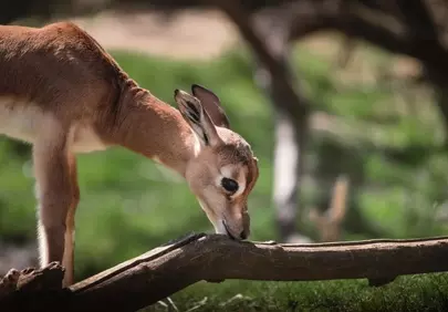 Charming Antelope Calf Exploring Nature's Wonders