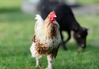 Vibrant Rooster Portrait: Farm Life in Clear Daytime