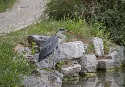 Majestic Grey Heron: Solitary Watcher by the Water's Edge