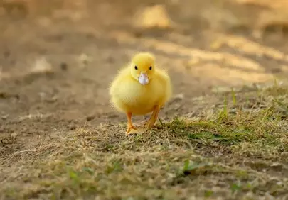 Adorable Yellow Duckling Strolling in Nature