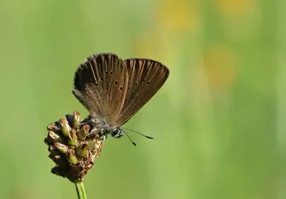 Macro Marvel: Brown Butterfly on Meadow Flower