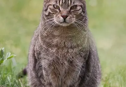 Majestic Tabby Cat Poses Serene in Lush Green Grass