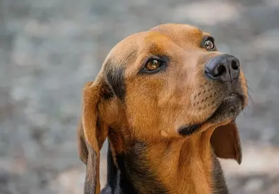 Charming Gaze: Curious Hound's Outdoor Portrait
