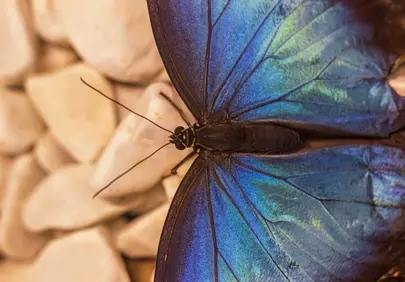 Stunning Blue Butterfly Wings: A Macro Nature's Masterpiece