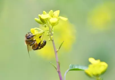 Vibrant Macro: Busy Bee Pollinating Yellow Canola Flower