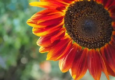 Vibrant Red & Yellow Sunflower: A Close-Up of Summer's Fiery Bloom