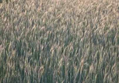 Vibrant Green Rye Field: A Serene Agricultural Landscape