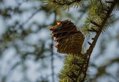 Enchanting Forest Close-up: Detailed Pinecone Resting on a Branch