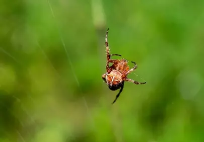 Intricate Hunter: Macro Spider on Web in Lush Green