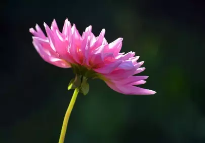 Vibrant Pink Dahlia: Summer Garden's Macro Beauty