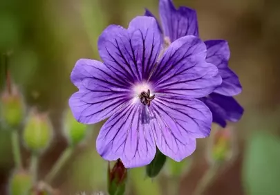 Vibrant Purple Geranium: Macro Blossom in Full Bloom