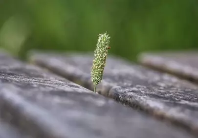 Vibrant Resilience: A Lone Blade of Grass