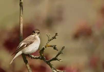 Charming Songbird Perched: A Glimpse of Spring's Melody