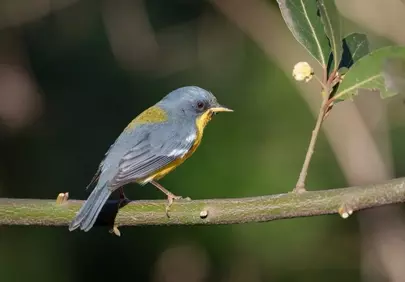 Vibrant Hawaiian Thrush: Nature's Colorful Perching Bird