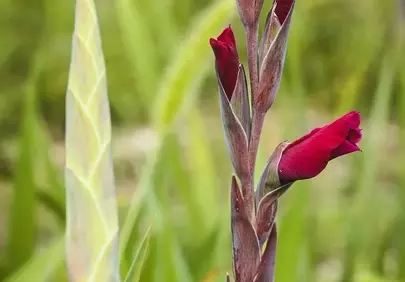Vibrant Red Gladiolus Buds: A Promise of Summer Blooms