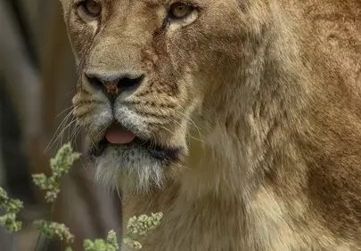 Majestic Lioness: Queen of the Savanna's Golden Hour