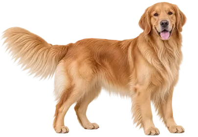 Radiant Golden Retriever: Your Loyal & Joyful Companion