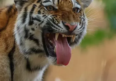Fierce Roar: Majestic Tiger's Untamed Power Unleashed