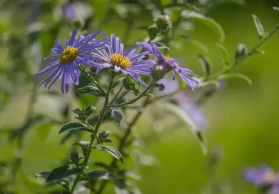 Vibrant Purple Aster Blooms in Summer Garden Macro