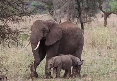 Tender Embrace: Mother and Baby Elephants in Serengeti's Wild