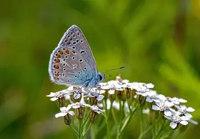 Stunning Blue Butterfly resting on delicate white flowers in summer.