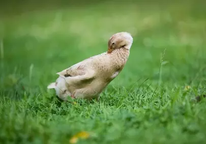 Graceful Indian Runner Duck Preening in Lush Green Meadow