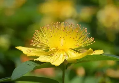 Vibrant Yellow Hypericum Calycinum Blooms in Sunlit Garden