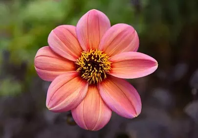 Vibrant Pink Dahlia: Nature's Macro Beauty