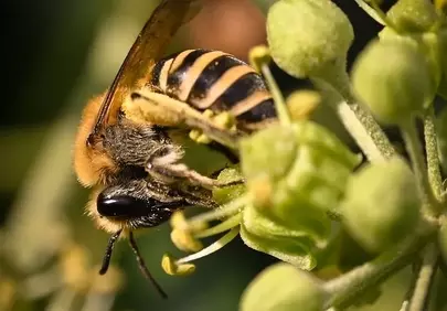 Vibrant Macro: Honey Bee Pollinating Spring Blooms