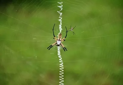 Intricate Orb Weaver: Nature's Predator on a Green Canvas