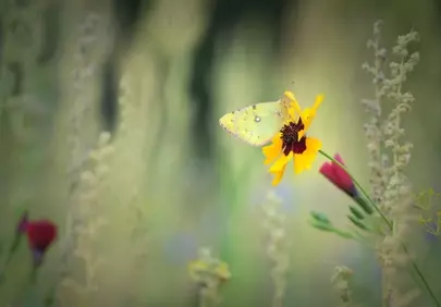Delicate Yellow Butterfly Sips Nectar on Wildflower