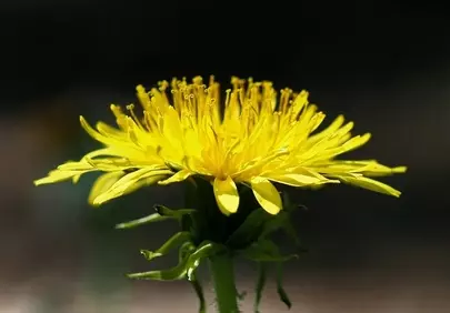 Vibrant Dandelion Close-Up: A Springtime Macro Delight