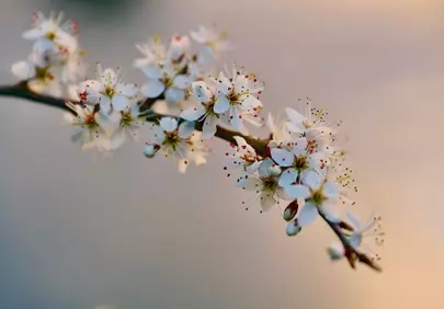 Enchanting Plum Blossoms at Twilight's Embrace