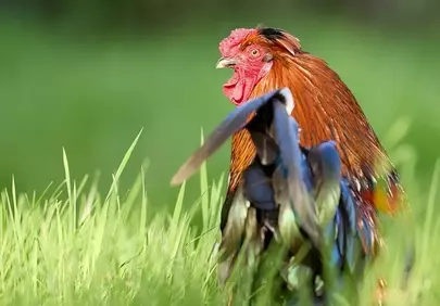 Vibrant Rooster Struts in Lush Green Field