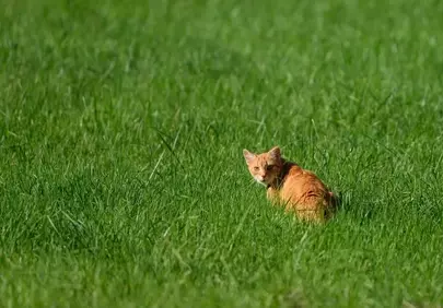 Charming Feline in Verdant Field: A Captivating Nature Scene
