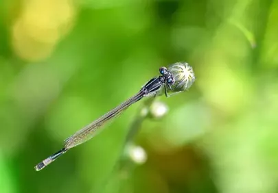 Stunning Macro Damselfly: Nature's Intricate Beauty Up Close