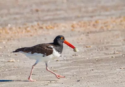 Vibrant Oystercatcher Foraging on Sunny Summer Beach