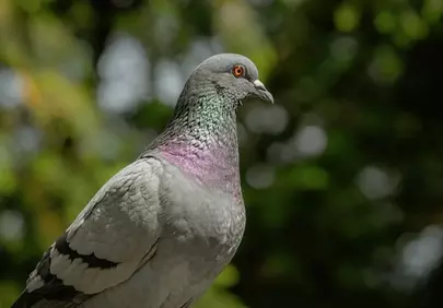 Vibrant Urban Bird: Captivating Pigeon Portrait with Striking Red Eyes
