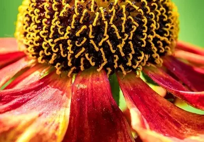Vibrant Summer Sunset: Close-up of a Wildflower's Fiery Bloom
