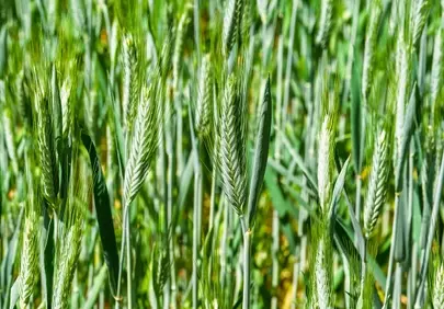 Vibrant Green Rye Field: A Summer Harvest Dream