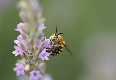 Vibrant Macro: Solitary Bee Pollinating Lavender
