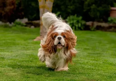 Joyful Cavalier King Charles Spaniel Frolicking on Lush Green Grass