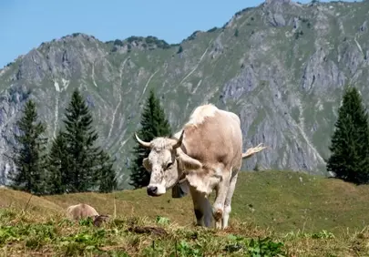 Majestic Alpine Pasture: Cow Grazing Amidst Towering Peaks