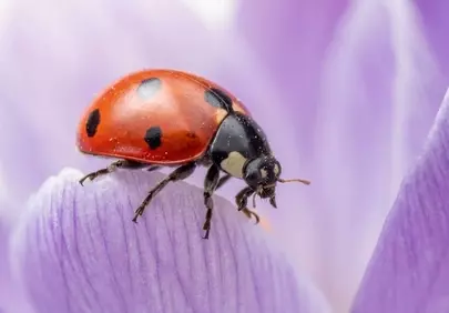 Vibrant Ladybug Perched on Delicate Purple Petal