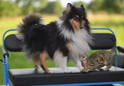 Adorable Duo: Shetland Sheepdog Meets Playful Kitten