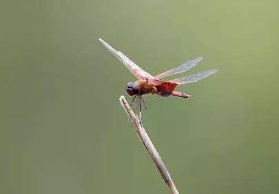 Vivid Red Dragonfly Perched: Macro Nature's Delicate Beauty