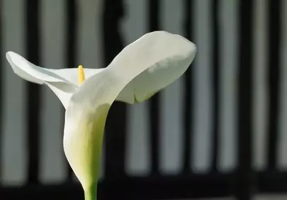 Stunning White Calla Lily: A Symbol of Purity and Rebirth