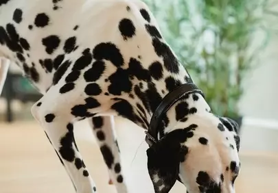 Graceful Dalmatian Hydrating: A Moment of Calm Pet Care